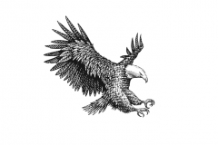 Eagle-art-001