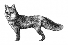 Fox-Art