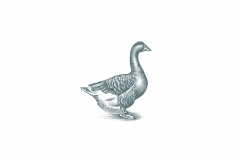 Goose_icon