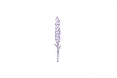 Lavender_Icon
