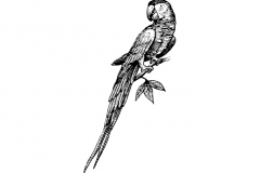 Macaw-art