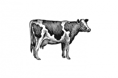 Milk_Cow