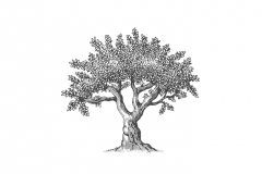 Old_Olive-Tree