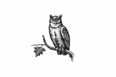 Owl-Art-copy