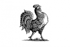 rooster_03