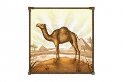 Desert-Camel