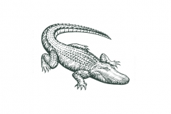 Cayman-Alligator-art