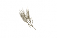 Wheat-art