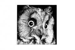 Owl_stipple