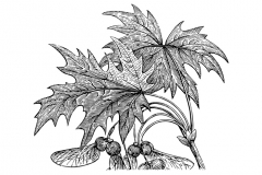 Sugar-Maple-leaves