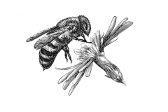 Honey-Bee-art