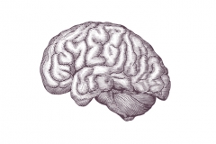 Human_Brain