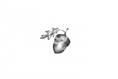 Acorn-Art-001