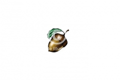 Acorn-Art