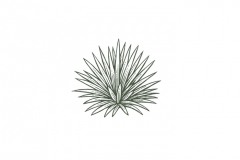 Agave-Plant-Icon