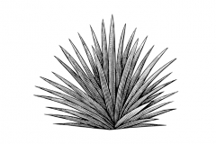 Agave_Plant