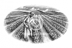 Agriculture_Woodcut