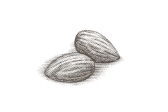 Almonds-art-001