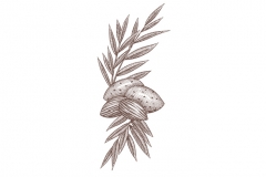 Almonds-art