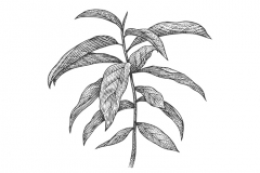 Amazon-Plant-art