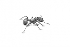 Ant-art