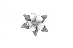 Apple-Blossom-art