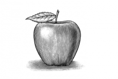 Apple_Woodcut
