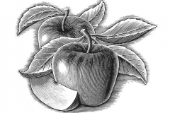 Apples_Woodcut