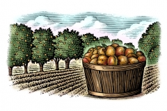 Apricot-orchard-art- 2