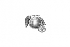Apricot