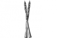 Asparagus-art-001