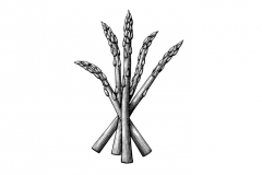 Asparagus-art