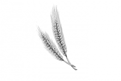 Barley-art
