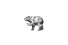 Bear_001