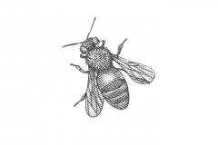 Bee-art-002