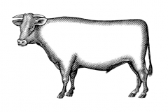 Beef_Cow