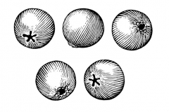 Blueberries-woodcut-