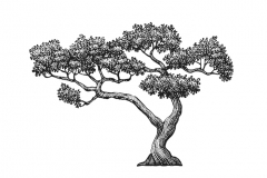 Bonsai-Tree-art