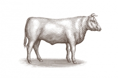 Bull