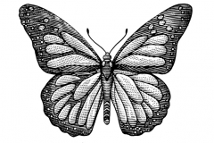 Butterfly-art-4