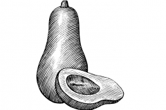 Butternut Squash