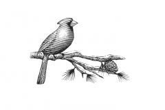 Cardinal-bird