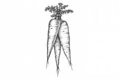 Carrots-art-001