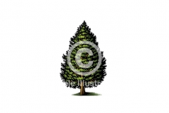 Cedar_tree
