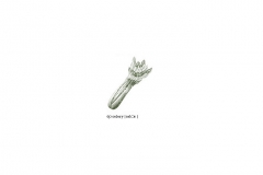 Celery-001