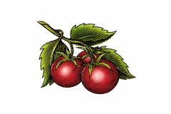 Cherry_Tomatoes