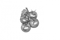 Cherry_Tomatoes_2