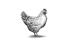 Chicken-Art