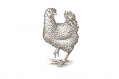 Chicken woodcut 4