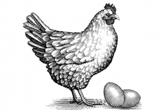 Chicken_amp_Eggs
